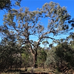 Eucalyptus melliodora (Yellow Box) at Red Hill, ACT - 4 May 2025 by AndyRoo