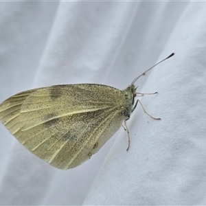 Pieris rapae (Cabbage White) at Isaacs, ACT - Yesterday by Mike