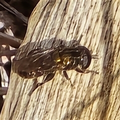 Unverified True fly (Diptera) at Isaacs, ACT - 13 May 2025 by Mike