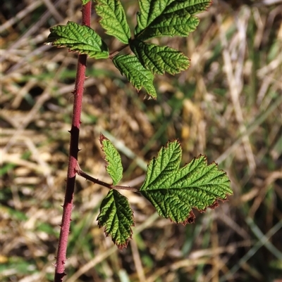 Rubus parvifolius (Native Raspberry) at Red Hill, ACT - 4 May 2025 by AndyRoo