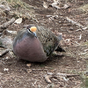 Phaps chalcoptera (Common Bronzewing) at Ainslie, ACT - 13 May 2025 by Louisab