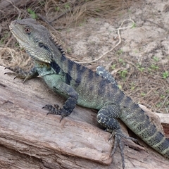 Intellagama lesueurii howittii (Gippsland Water Dragon) by TwoRivers