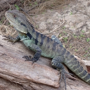 Intellagama lesueurii howittii (Gippsland Water Dragon) by TwoRivers