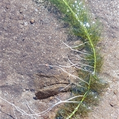 Myriophyllum sp. (Water-milfoil) at Paddys River, NSW - 2 May 2025 by joscobie