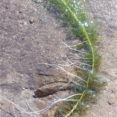 Myriophyllum sp. (Water-milfoil) at Paddys River, NSW - 2 May 2025 by joscobie