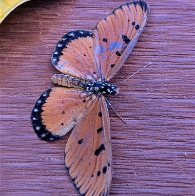Acraea terpsicore (Tawny Coster) at Daly Waters, NT - 13 May 2025 by HelenCross