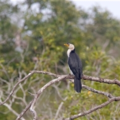 Microcarbo melanoleucos (Little Pied Cormorant) at Evans Head, NSW - 12 May 2025 by jb2602