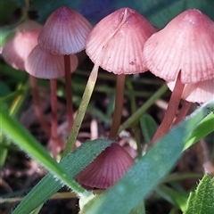 Mycena kuurkacea at Paddys River, NSW - 2 May 2025 by joscobie
