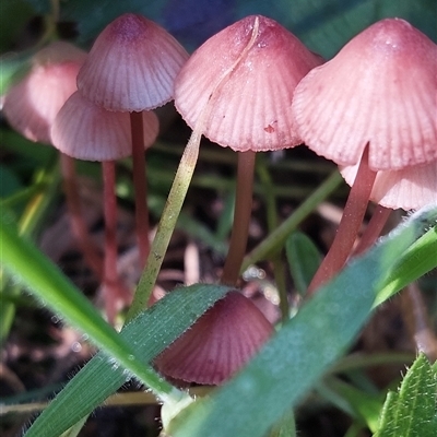 Mycena kuurkacea at Paddys River, NSW - 2 May 2025 by joscobie