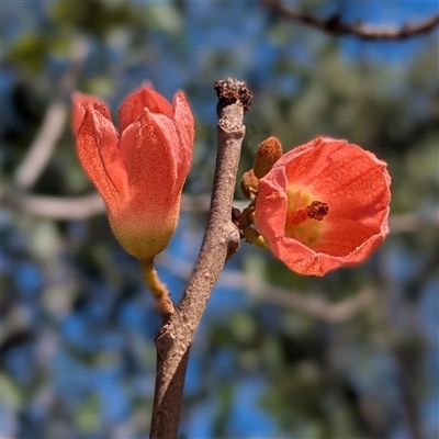 Unverified Other Tree at Litchfield Park, NT - 12 May 2025 by HelenCross