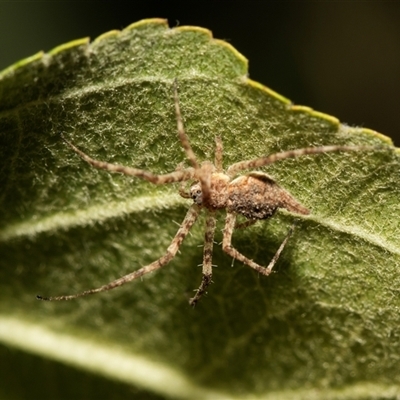 Tamopsis sp. (genus) (Two-tailed spider) at Higgins, ACT - 9 May 2025 by AlisonMilton