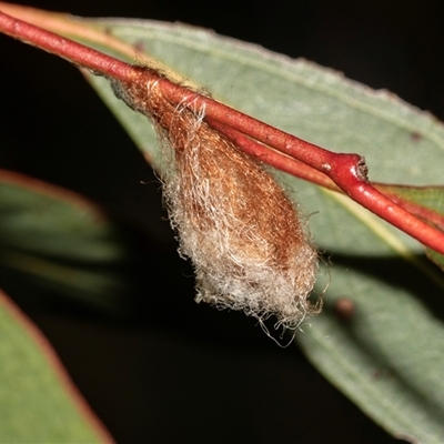 Austracantha minax (Christmas Spider, Jewel Spider) at Higgins, ACT - Yesterday by AlisonMilton