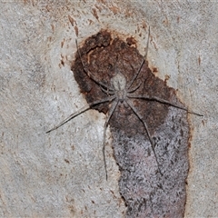 Tamopsis sp. (genus) (Two-tailed spider) at Higgins, ACT - Yesterday by AlisonMilton