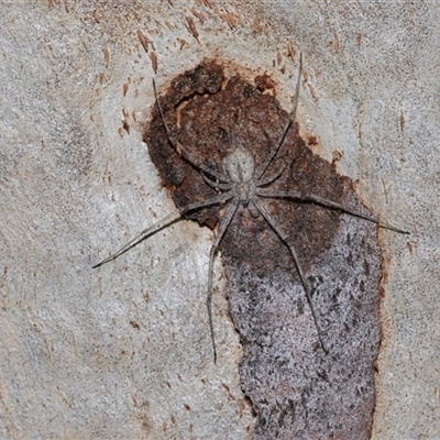 Tamopsis sp. (genus) (Two-tailed spider) at Higgins, ACT - Yesterday by AlisonMilton