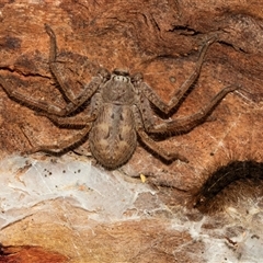 Isopeda canberrana (Canberra Huntsman Spider) at Higgins, ACT - 12 May 2025 by AlisonMilton