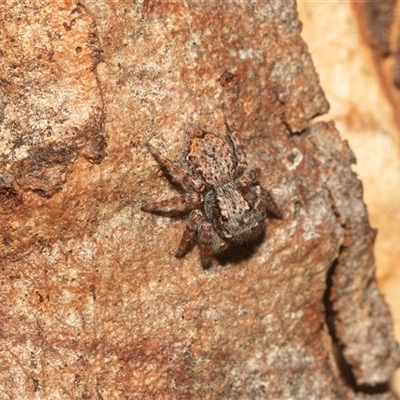 Servaea incana (Hoary Servaea) at Higgins, ACT - 12 May 2025 by AlisonMilton