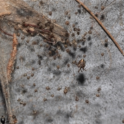Cryptachaea veruculata at Higgins, ACT - 12 May 2025 by AlisonMilton