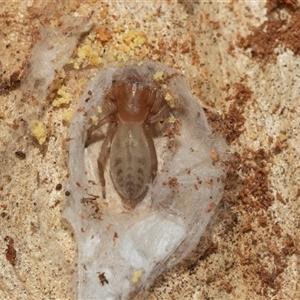 Clubiona sp. (genus) (Unidentified Stout Sac Spider) at Higgins, ACT - 12 May 2025 by AlisonMilton