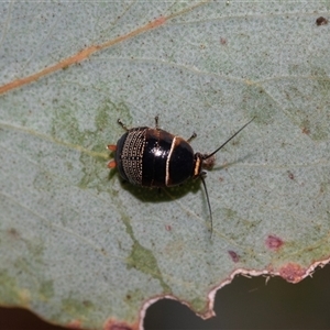 Ellipsidion australe (Austral Ellipsidion cockroach) at Higgins, ACT - 12 May 2025 by AlisonMilton