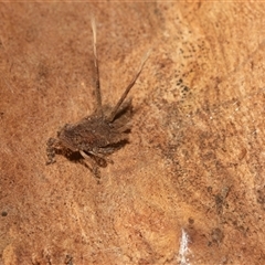 Fulgoroidea (superfamily) (Unidentified fulgoroid planthopper) at Higgins, ACT - 12 May 2025 by AlisonMilton