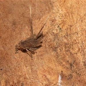 Fulgoroidea (superfamily) (Unidentified fulgoroid planthopper) at Higgins, ACT - 12 May 2025 by AlisonMilton