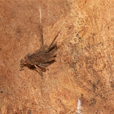 Fulgoroidea (superfamily) (Unidentified fulgoroid planthopper) at Higgins, ACT - 12 May 2025 by AlisonMilton
