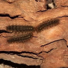 Leptocneria reducta (White Cedar Moth) at Higgins, ACT - 12 May 2025 by AlisonMilton