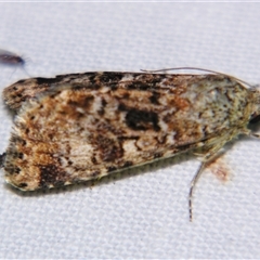 Heliothis punctifera (Lesser Budworm) at Barcaldine, QLD - 30 Oct 2009 by PJH123