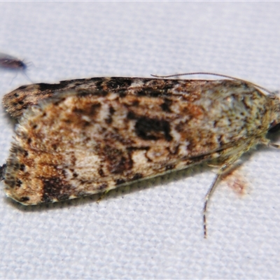 Heliothis punctifera (Lesser Budworm) at Barcaldine, QLD - 30 Oct 2009 by PJH123