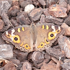 Junonia villida (Meadow Argus) at Turner, ACT - 26 Mar 2025 by ConBoekel