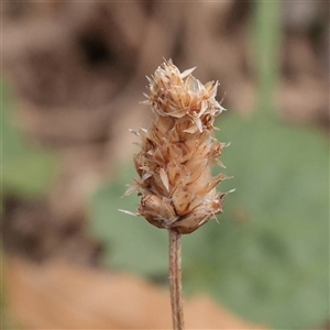 Unverified Other Wildflower or Herb at Turner, ACT - 26 Mar 2025 by ConBoekel