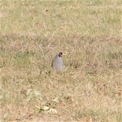 Manorina melanocephala (Noisy Miner) at Turner, ACT - 26 Mar 2025 by ConBoekel