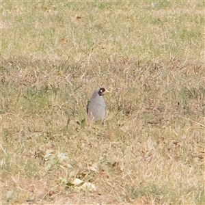Manorina melanocephala (Noisy Miner) at Turner, ACT - 26 Mar 2025 by ConBoekel