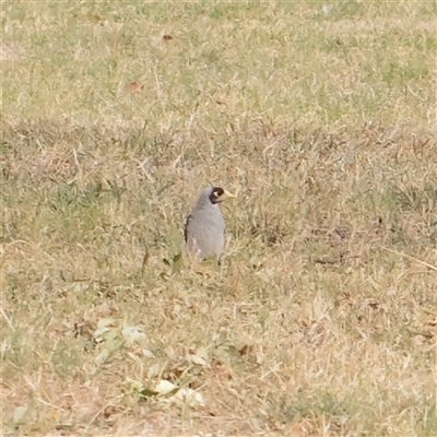 Manorina melanocephala (Noisy Miner) at Turner, ACT - 26 Mar 2025 by ConBoekel