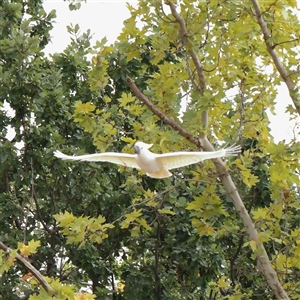 Cacatua galerita (Sulphur-crested Cockatoo) at Turner, ACT - 26 Mar 2025 by ConBoekel