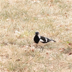 Grallina cyanoleuca (Magpie-lark) at Turner, ACT - 26 Mar 2025 by ConBoekel