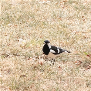 Grallina cyanoleuca (Magpie-lark) at Turner, ACT - 26 Mar 2025 by ConBoekel
