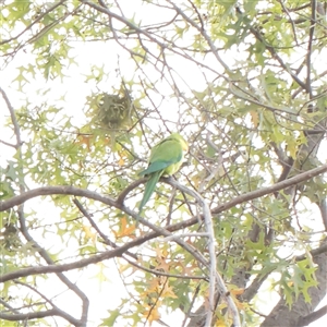 Polytelis swainsonii (Superb Parrot) at Turner, ACT - 26 Mar 2025 by ConBoekel