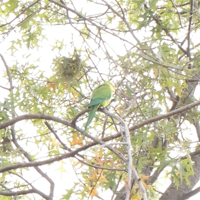 Polytelis swainsonii (Superb Parrot) at Turner, ACT - 26 Mar 2025 by ConBoekel