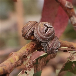 Eucalyptus globulus subsp. bicostata at Turner, ACT - 26 Mar 2025 by ConBoekel