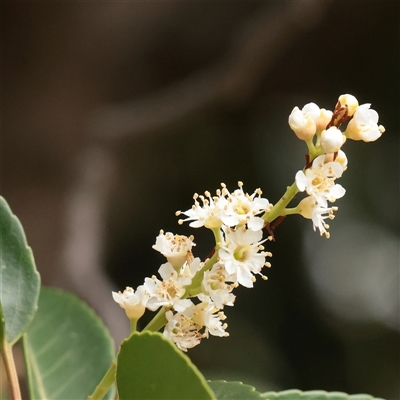 Prunus serotina (Black Cherry) at Turner, ACT - 26 Mar 2025 by ConBoekel