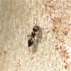 Crematogaster sp. (genus) (Acrobat ant, Cocktail ant) at Turner, ACT - 26 Mar 2025 by ConBoekel