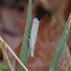Culladia cuneiferellus (Crambinae moth) at Turner, ACT - 26 Mar 2025 by ConBoekel