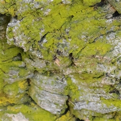 Unverified Moss, Liverwort or Hornwort at Turner, ACT - 26 Mar 2025 by ConBoekel
