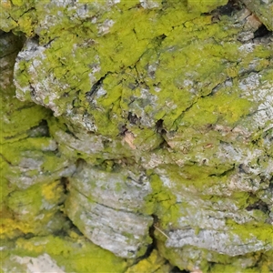 Unverified Moss, Liverwort or Hornwort at Turner, ACT - 26 Mar 2025 by ConBoekel