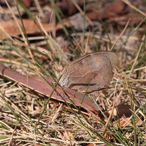 Unverified Butterfly (Lepidoptera, Rhopalocera) at Turner, ACT - 26 Mar 2025 by ConBoekel
