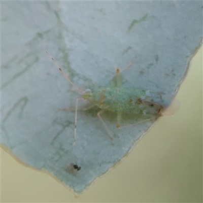 Miridae (family) (Unidentified plant bug) at Turner, ACT - 26 Mar 2025 by ConBoekel