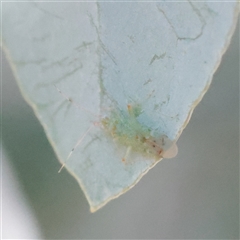 Miridae (family) at Turner, ACT - 26 Mar 2025 10:43 AM