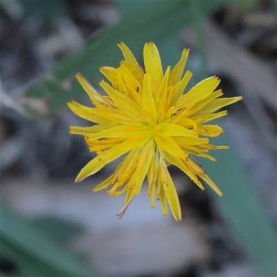 Hypochaeris radicata (Cat's Ear, Flatweed) at Turner, ACT - 26 Mar 2025 by ConBoekel