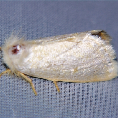 Epicoma argentosa (Notodontidae Thaumetopoeinae) at Barcaldine, QLD - 30 Oct 2009 by PJH123